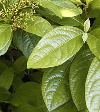 Smooth Withe-rod Viburnum