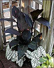 Canna and Caladium combo
