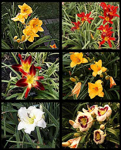 Daylilies: My Top Picks