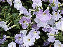 Misty Lilac Wave Petunias