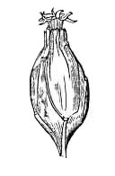 Sketch of a Carolina Allspice by Asa Gray