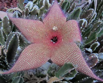 Giant Stapelia (Star Fish Flower)