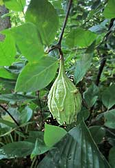 Carolina Allspice