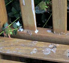 Bench with bird droppings