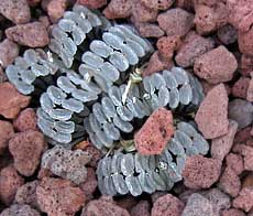 Haworthia truncata (Horses Teeth)
