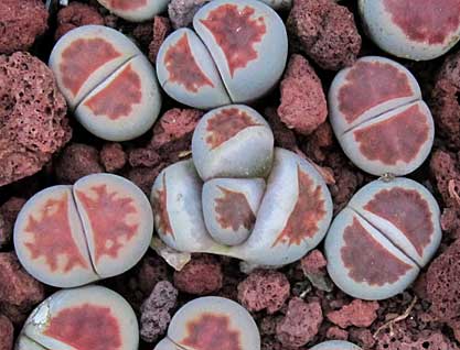 Lithops splitting