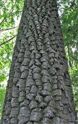 Trunk of persimmon tree 