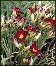 Siloam Paul Watts daylily