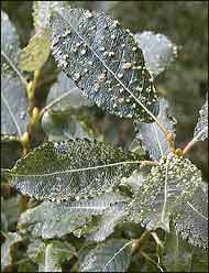 Willow blister gall
