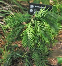 Wollemi Pine