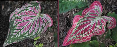 Caladium 'Thai Beauty'