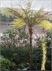 Australian Tree Fern