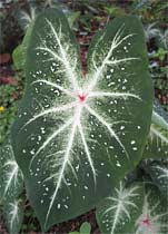 Caladium 'Galaxy' 