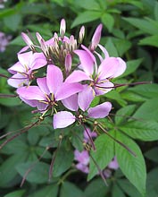 Cleome 'Senorita Rosalita'