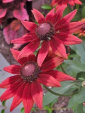 Rubekia 'Cherry Brandy'
