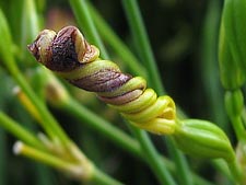 Blackberry Lily spent blossom