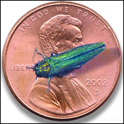 from Univesity of Missouri Extension Service publication