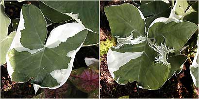 Variegatum Monstrosum taro