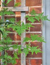 Japanese climbing fern