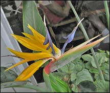 Bird of Paradise flower