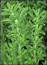 Stevia