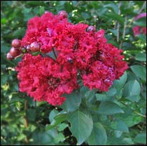 Crape Myrtle Dynamite  'Whit II'