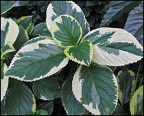 Hydrangea macrophylla 'Lemon Wave'