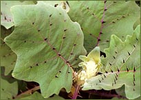 Solanum quitoense (Bed of Nails)