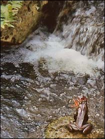 Bull frog naps a crayfish