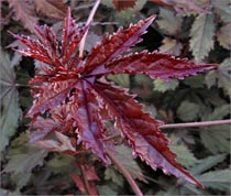 Hybiscus 'Maple Sugar'