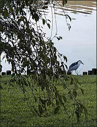 Black-crowned night heron