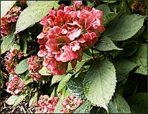 Hydrangea serrata 'Preziosa'