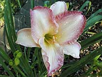 Daylily 'Susan Weber'