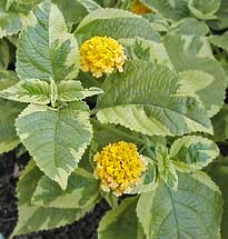 Lantana camara 'Samantha'