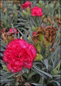 CFPC 'Adorable Series' dwarf carnation