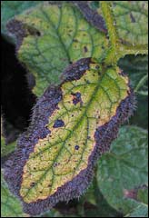 Prickly Comfrey getting old