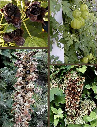 Drying seed pods and flowers