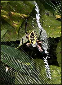 Golden Garden Spider
