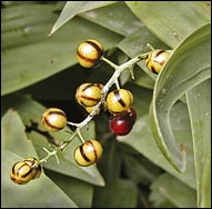 Glossy black chokeberries Aronia melanocarpa