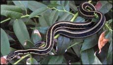 Garter snake