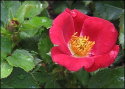 AARS 2009 winner: 'Carefree Spirit'