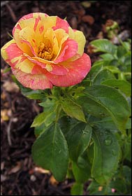 unnamed rose in AARS second year trials