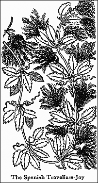 Woodcut from Gerard's 1597 Herball 