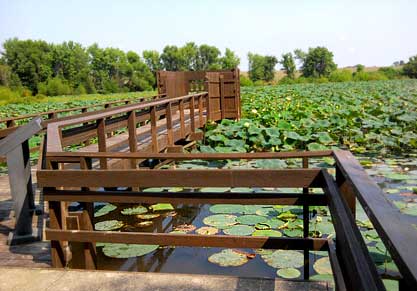 Lake in Busch Conservation Area