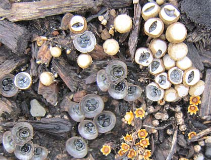 Best's Nest and Cannonball Funguses