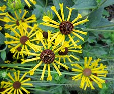 Sweet Coneflower 'Henry Eilers'