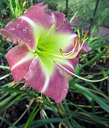 'After Awhile Crocodile' Late Blooming Daylily 