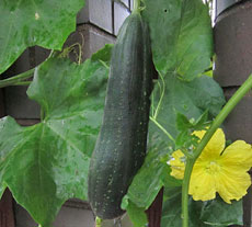 Luffa Gourd