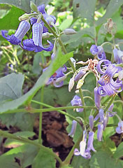 Clematis heracleifolia