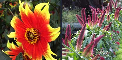 Dahlia 'Eye Candy" and Pearl Millet 'Jasmine Princess'